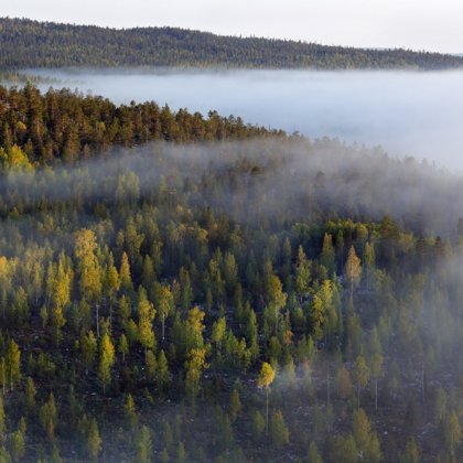 рассвет, туман, лес