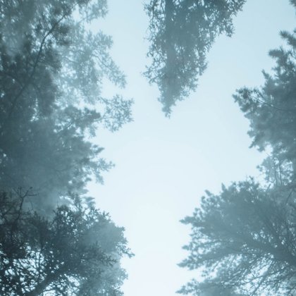 лес, небо, туман