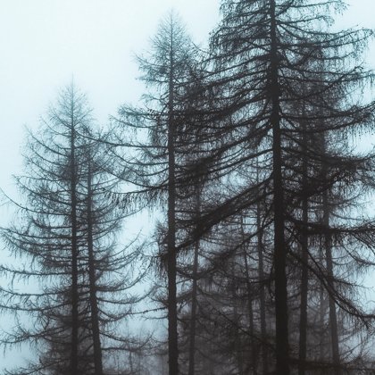 лес, ели, туман