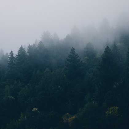 лес, туман, ёлки
