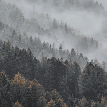 туман, лес, сосны