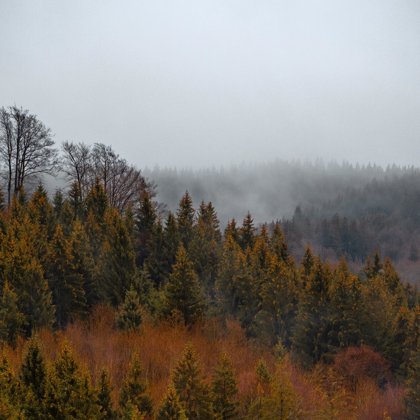 деревья, склон, туман