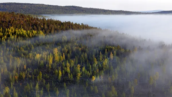 рассвет, туман, лес