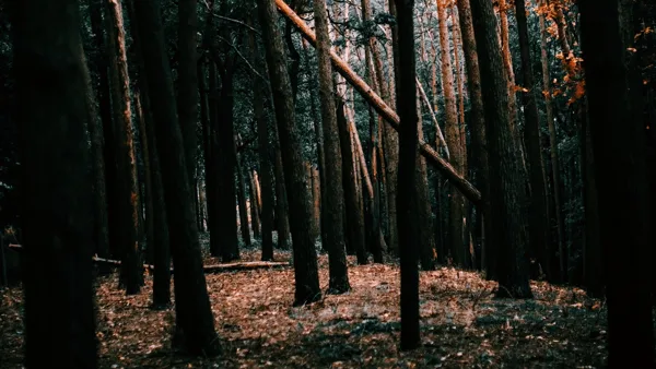 лес, деревья, мрак