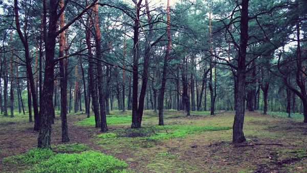 лес, туман, деревья